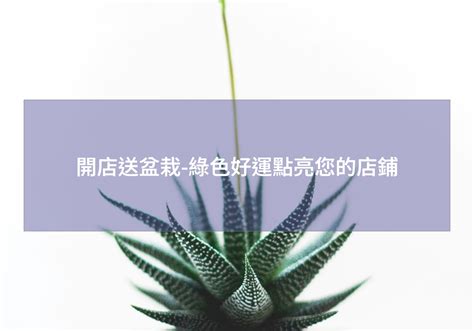 開店適合的植物|開店送盆栽，譜寫吉祥好運新篇章 